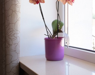 Portfolio Image