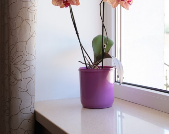 Portfolio Image